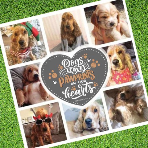 Dogs Leave Pawprints Photo Blanket 