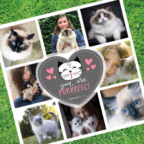You Are Purrfect Photo Blanket